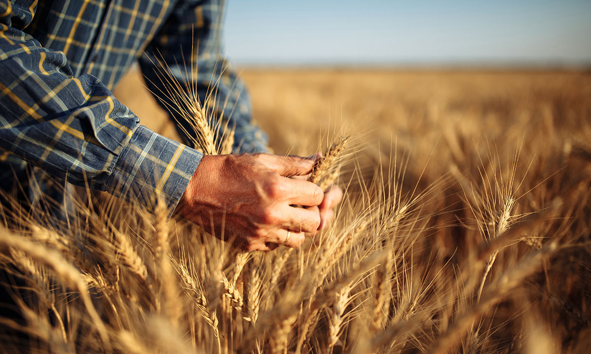 Grains on track to lose post-Ukraine war gains